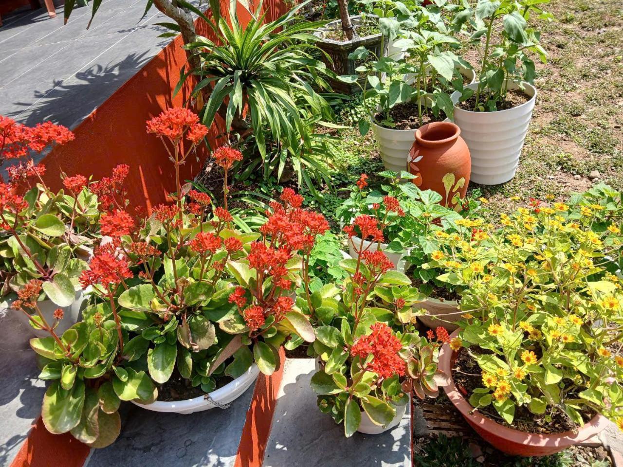 Catba Papillon Garden Bungalows & Resort Hien Hao Buitenkant foto